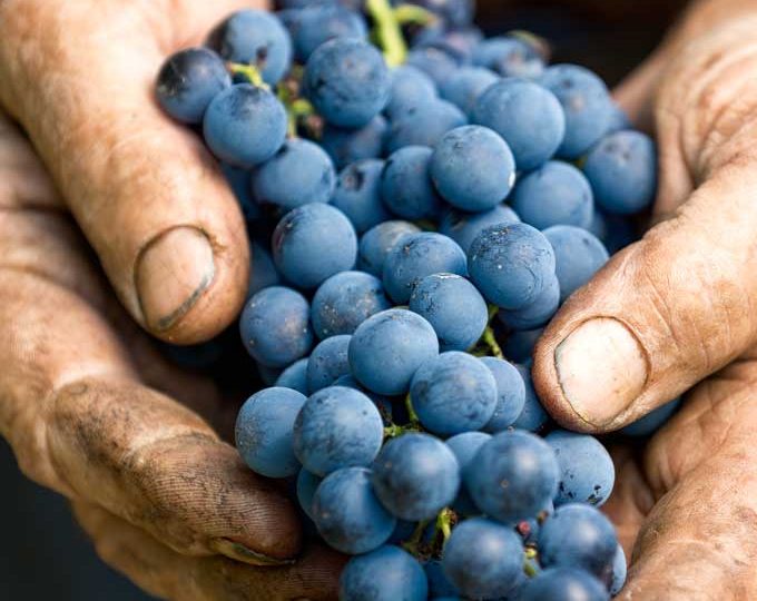 Holding Dry Farm Wines Grapes