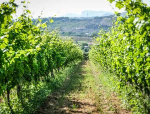 Vin à faible teneur en sucre