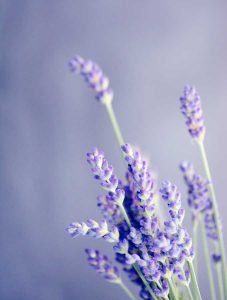 Lavender sprigs