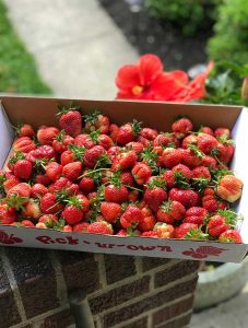 Sugar Free Strawberry Pie